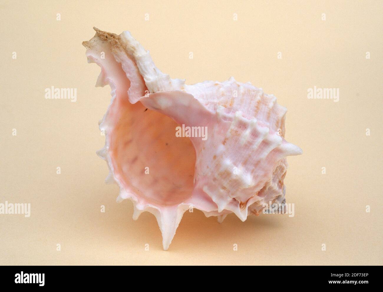 Rock snail (Murex bicolor or Hexaplex erythrostomus) is a marine snail. Stock Photo