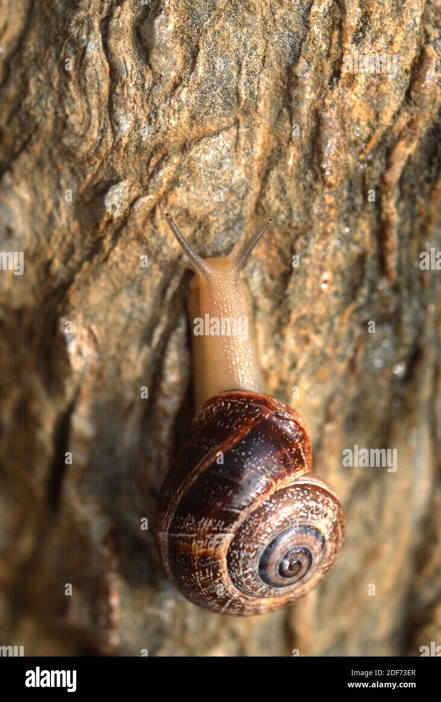Spanish snail or cabrilla (Otala punctata) is an edible snail endemic