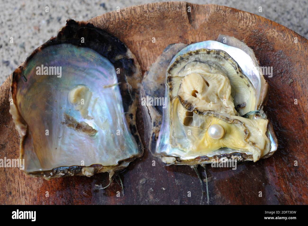 Akoya pearl oyster (Pinctada fucata). Open bivalve with oyster. Stock Photo