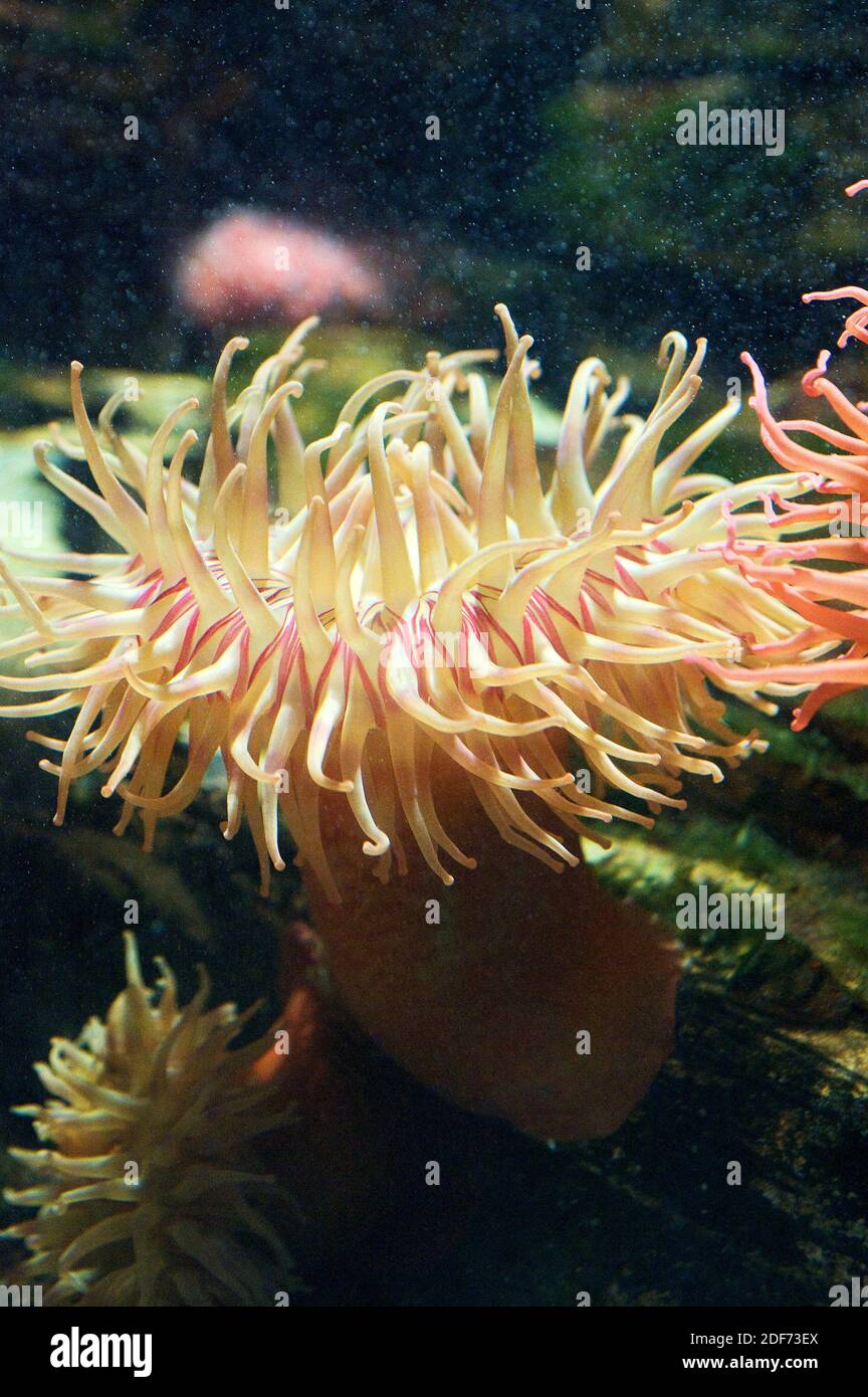 Carnivorous sea anemone hi-res stock photography and images - Alamy