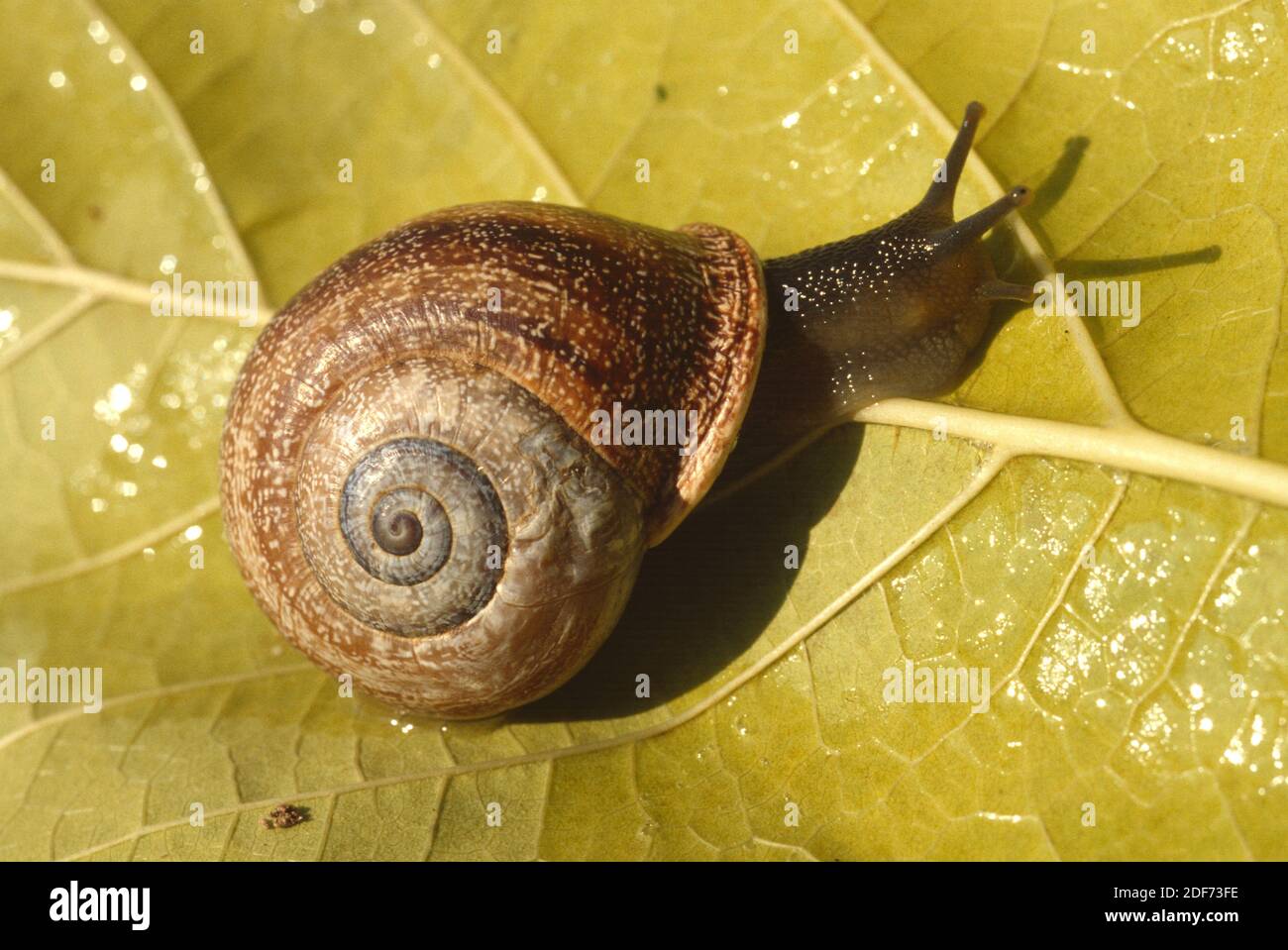 Spanish snail or cabrilla (Otala punctata) is an edible snail endemic
