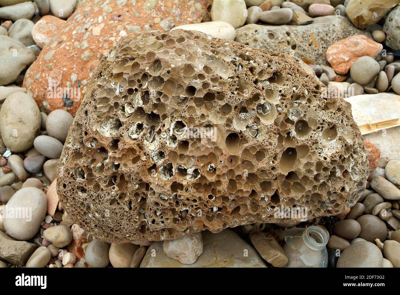 Perforated limestone rock by activity of common piddock (Pholas dactylus). This photo was taken in Peniscola coast, Castello province, Comunidad Stock Photo
