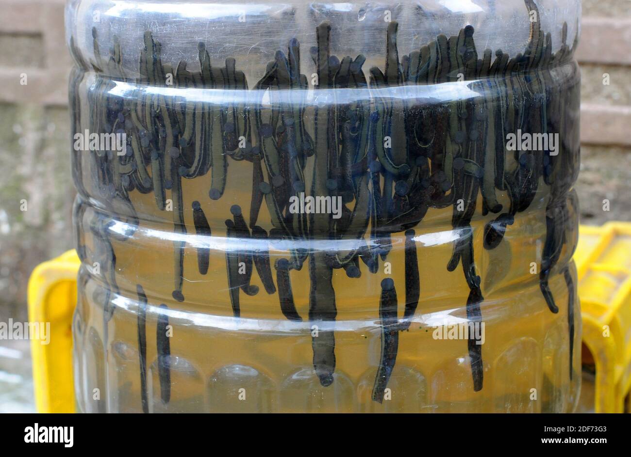 Leeches medicine hires stock photography and images Alamy