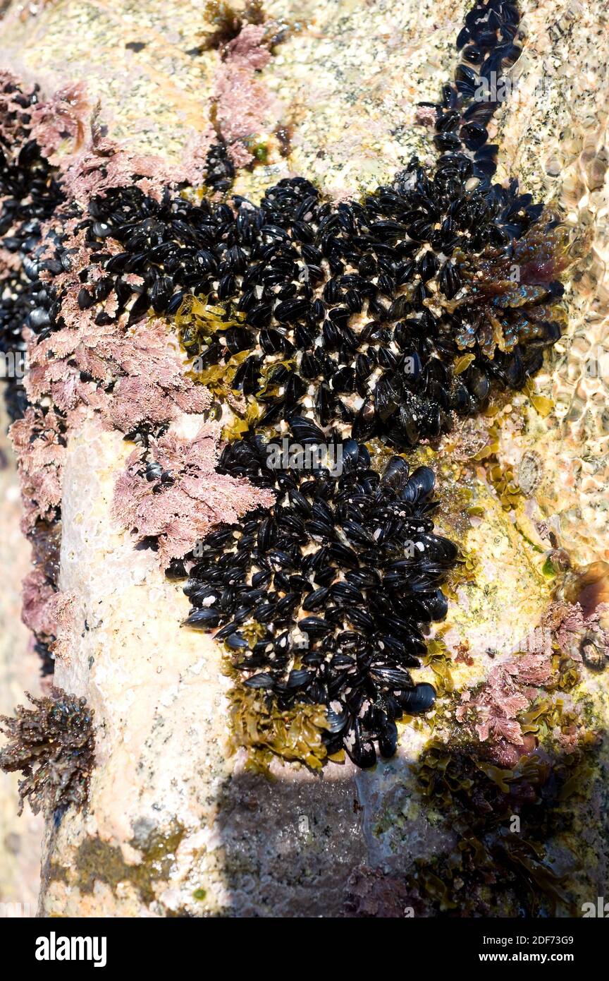 Mediterranean mussel (Mytilus galloprovincialis) is an edible bivalve