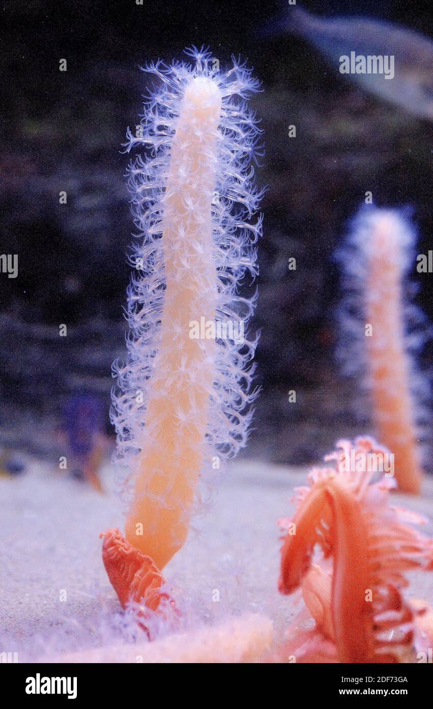 Round sea-pen (Veretillum cynomorium) is a filter microphage soft coral. Stock Photo