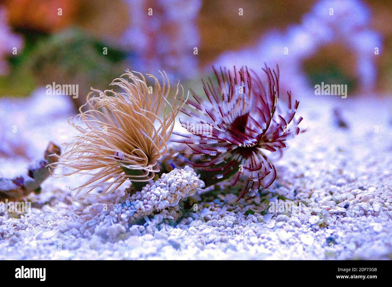 Porphyra Algae Filter Feeders