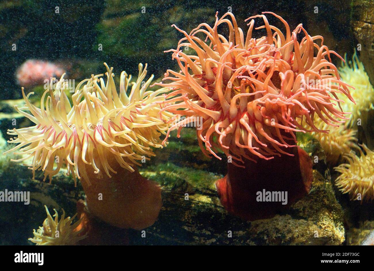 Fish-eating anemone (Urticina piscivora) is a sea anemone carnivorous that feeds of small fish. Stock Photo