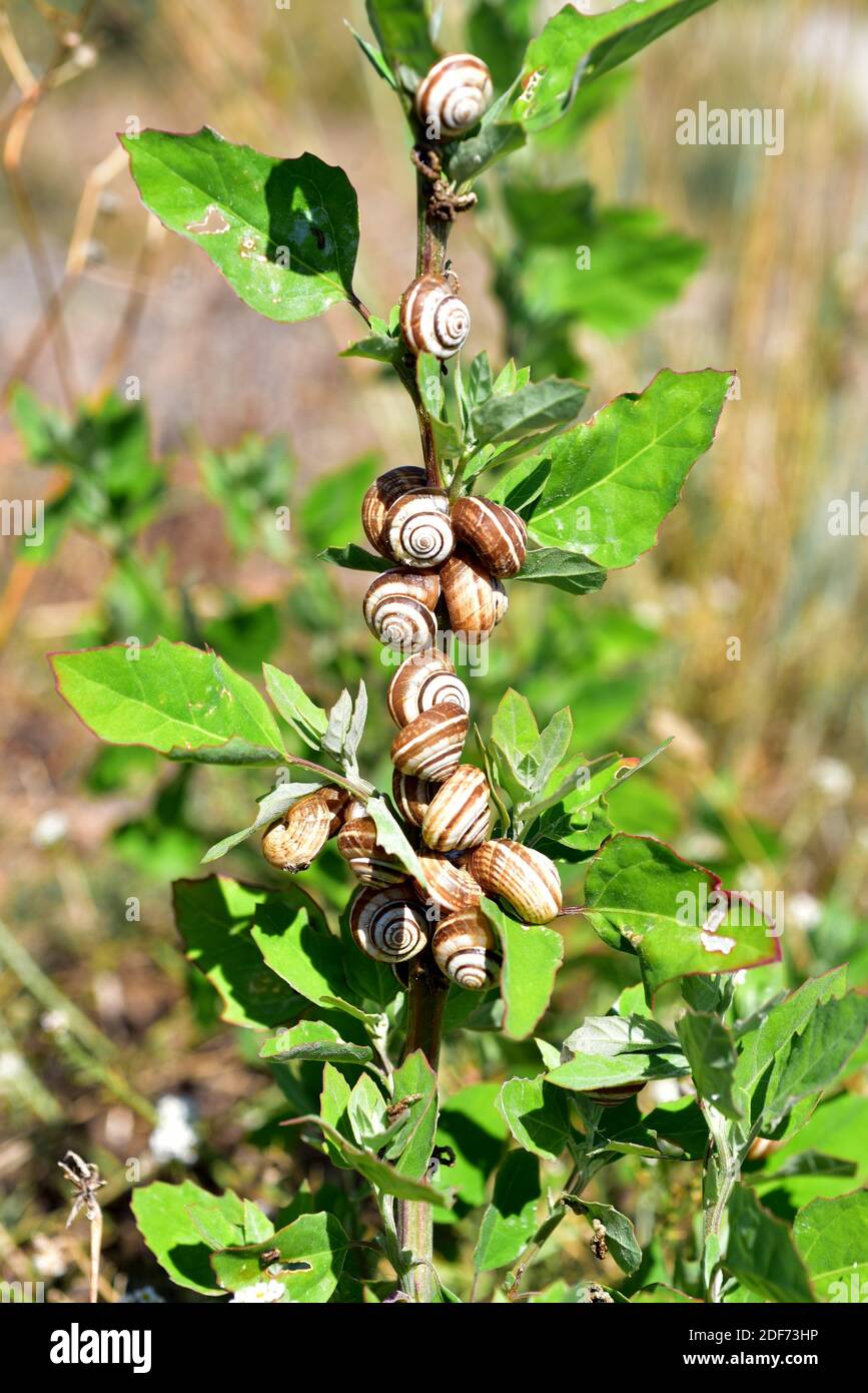 Mediterranean coastal snail (Theba pisana) is a terrestrial snail native to Mediterranean Basin. This photo was taken near Port de La Selva, Girona Stock Photo