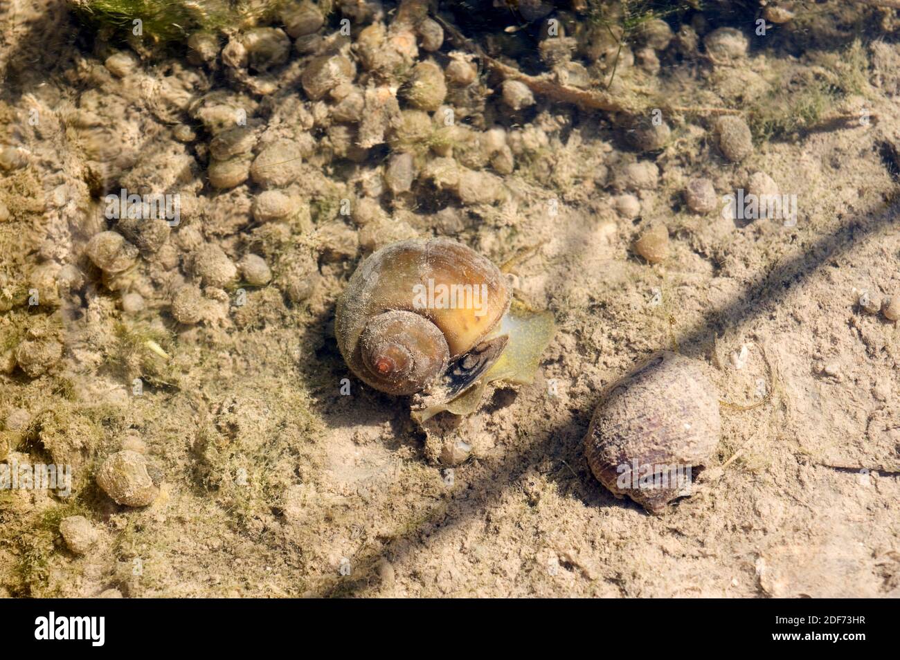Apple snail (Pomacea maculata or Pomacea insularum) is an invasive freshwater snail native to South America. This photo was taken in a rice paddy of Stock Photo