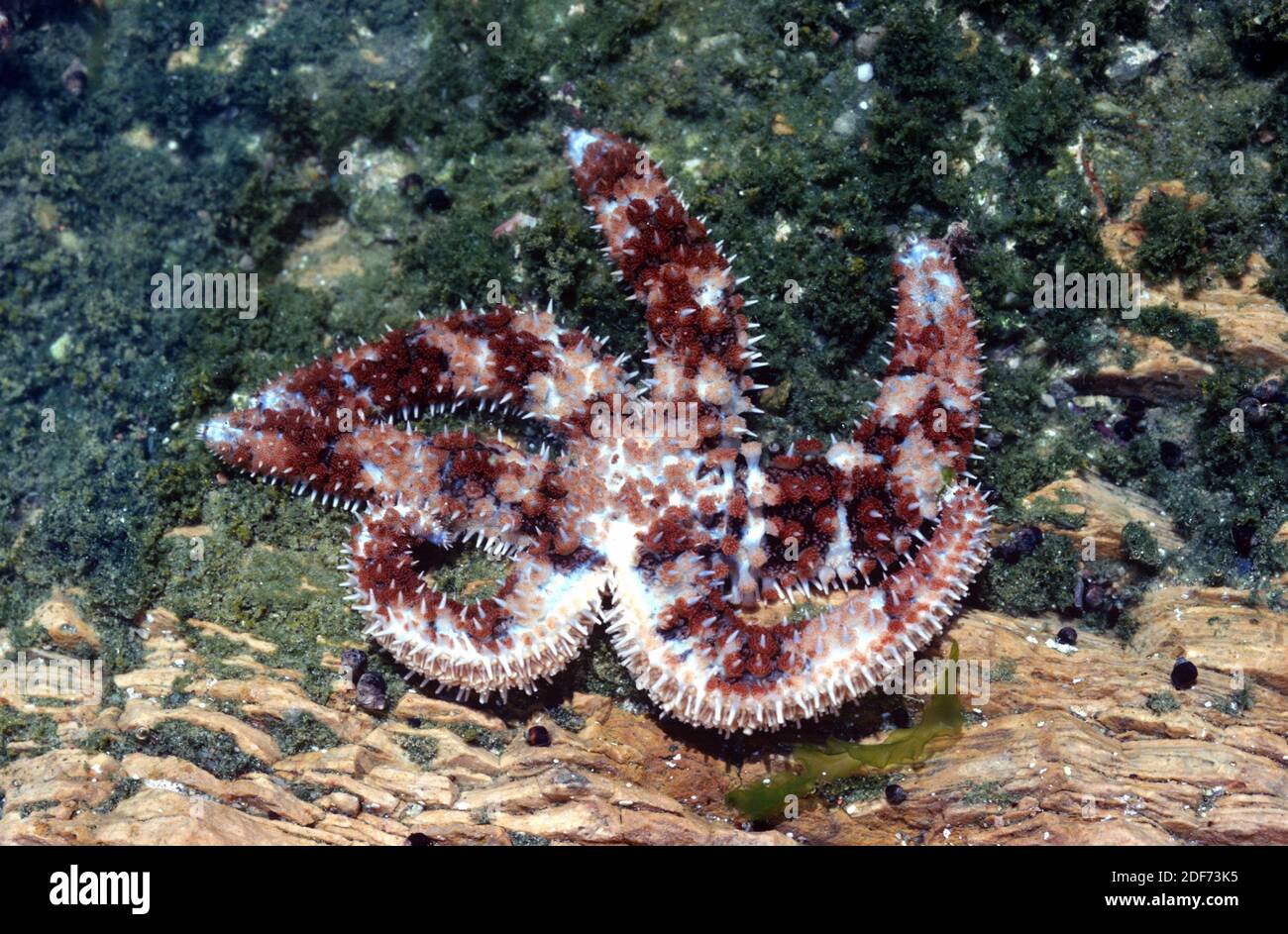 Blue spiny starfish (Coscinasterias tenuispina) is a sea star omnivore. Specimen with an anormal number of arms. This photo was taken in Cap Ras, Stock Photo