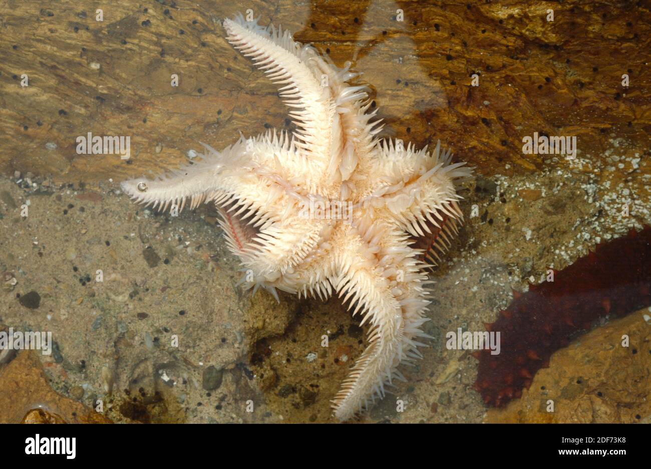Red comb star (Astropecten aranciacus) is a starfish native to Mediterranean Sea and eastern Atlantic. Lower face showing papulae, pedicellaria and Stock Photo