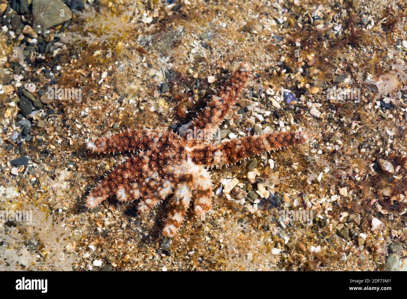 Blue spiny starfish (Coscinasterias tenuispina) is a sea star omnivore. Specimen with an anormal number of arms. This photo was taken in Cap Ras, Stock Photo