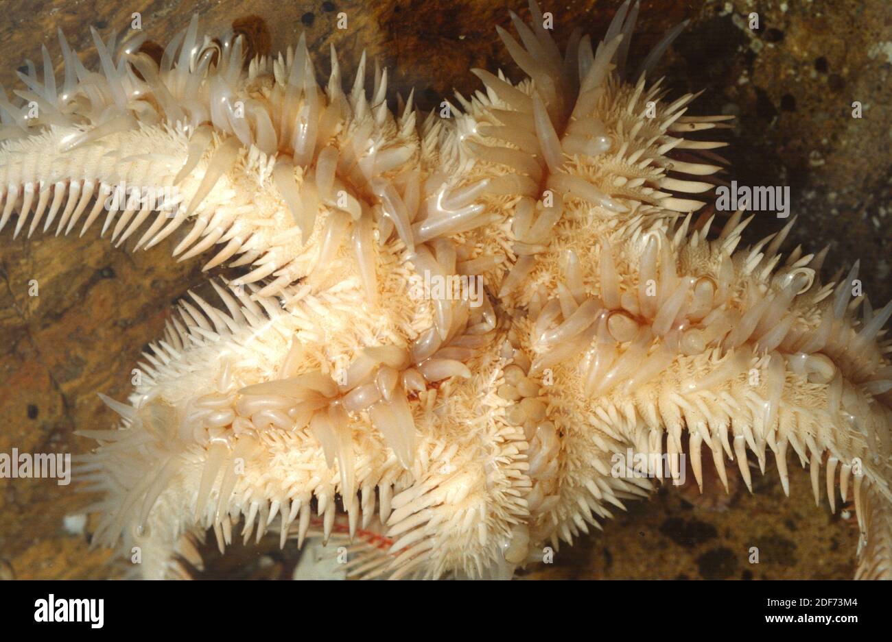 Red comb star (Astropecten aranciacus) is a starfish native to Mediterranean Sea and eastern Atlantic. Lower face showing papulae, pedicellaria and Stock Photo