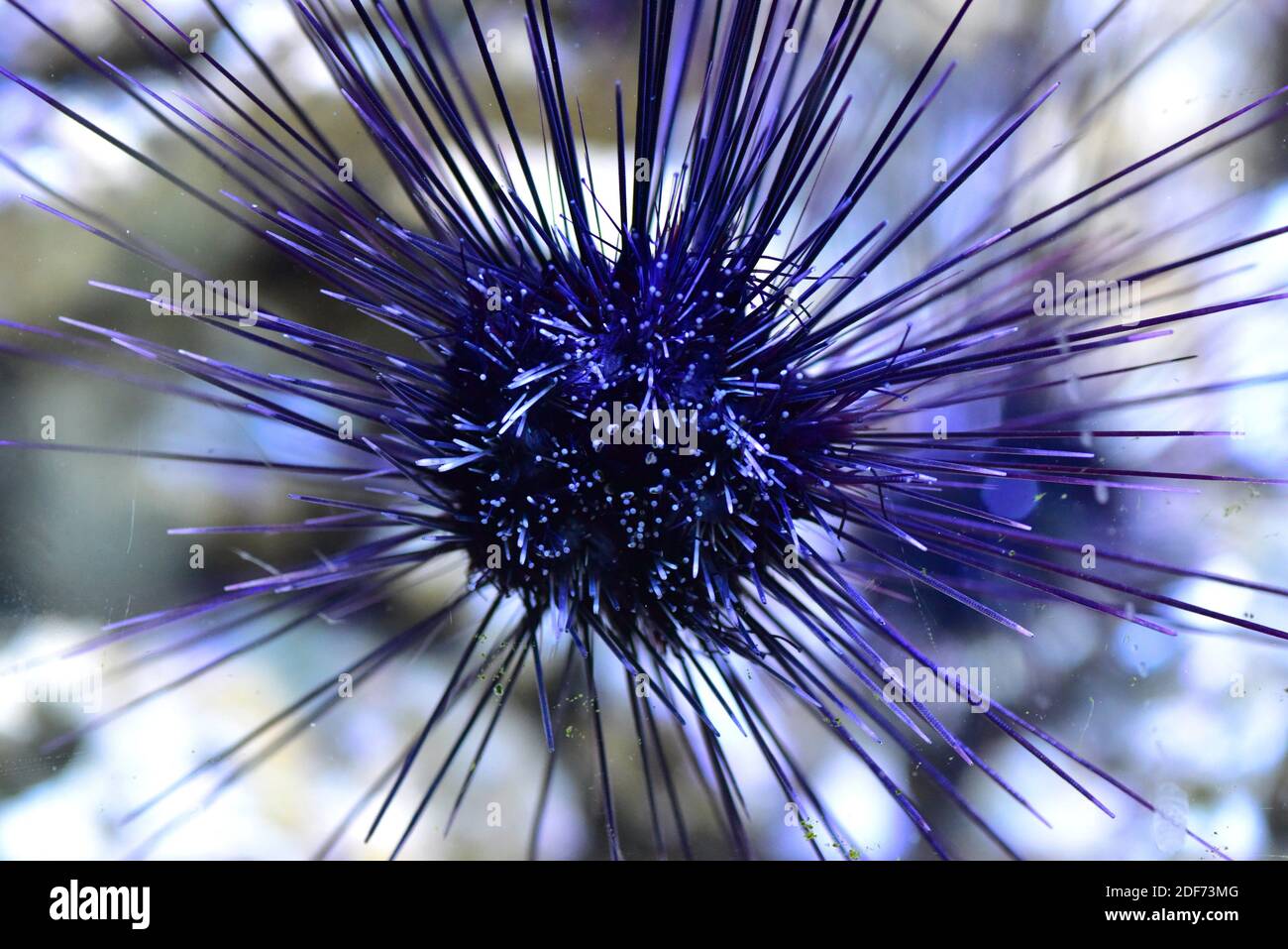 Long-spined sea urchin (Diadema antillarum) is an herbivore sea urchin. Stock Photo