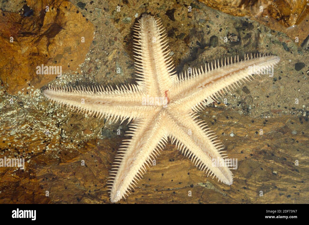 Red comb star (Astropecten aranciacus) is a starfish native to Mediterranean Sea and eastern Atlantic. Lower face. This photo was taken in Cap Ras, Stock Photo