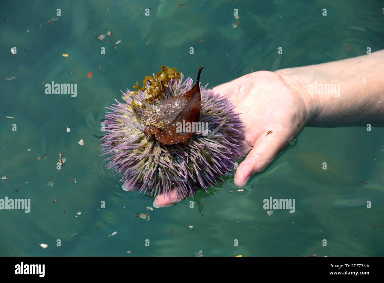 North Atlantic Sea Urchin segments 50 pcs