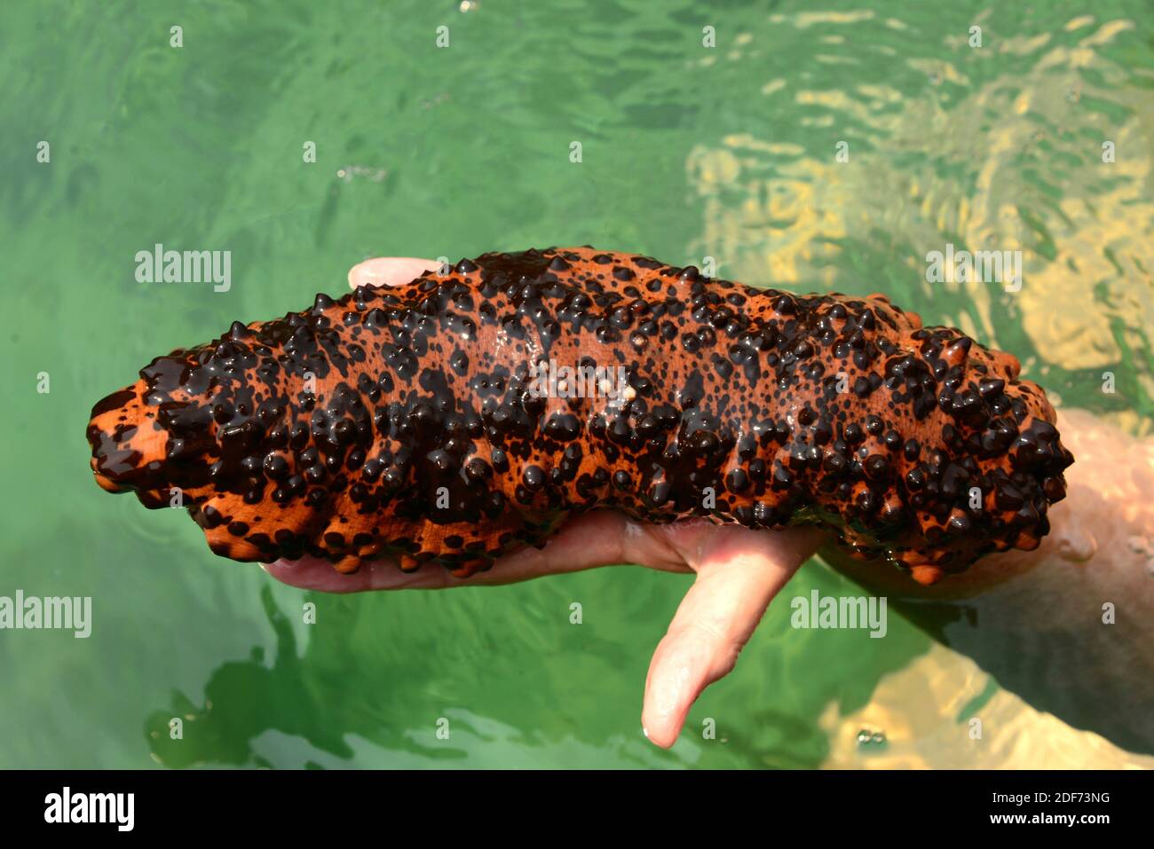 Chocolate chip cucumber (Isostichopus badionotus) is a sea cucumber native to tropical Waters of Atlantic Ocean. This photo was taken in Paraty Stock Photo