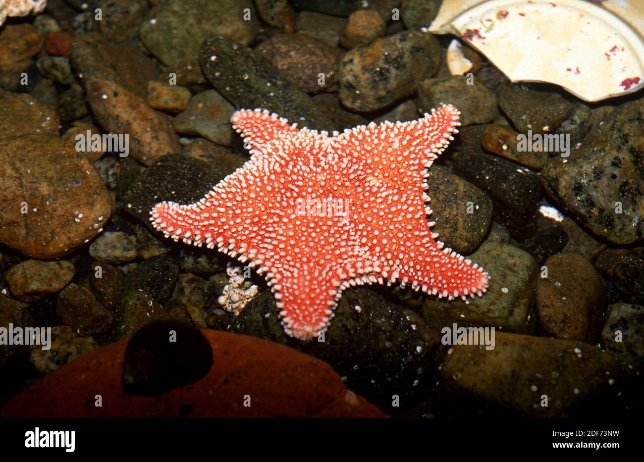 Hippasteria phrygiana is a cosmopolitan starfish that feeds of polyps. Stock Photo