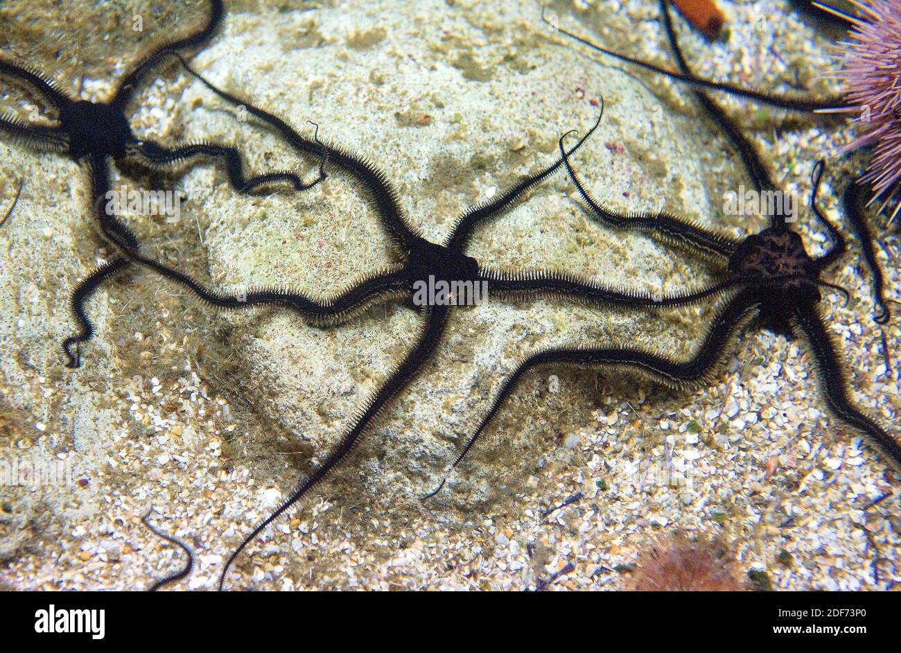 Black brittle star (Ophiocomina nigra) is a amnivore brittle star native to Mediterranean Sea and eastern Atlantic Ocean. Stock Photo