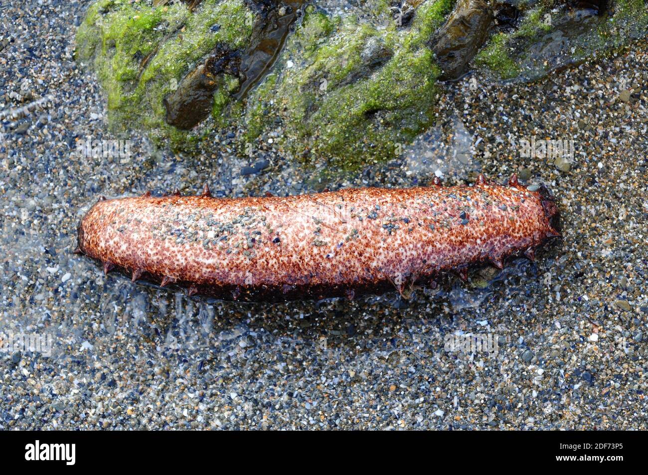 Black sea cucumber (Holothuria forskali) lower face. This photo was taken in Cap Creus, Girona province, Catalonia, Spain. Stock Photo