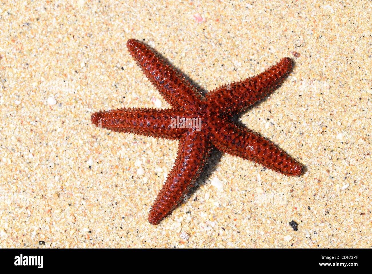 Orange knobby star (Echinaster echinophorus or Othilia echinophora) is