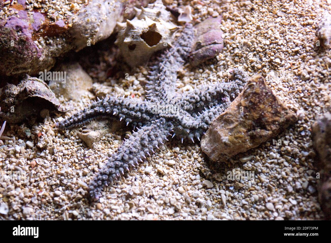 Spiny starfish (Marthasterias glacialis) is a sea star native to Mediterranean Sea and easter Atlantic Ocean. Stock Photo