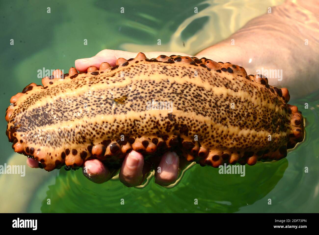 Chocolate chip cucumber (Isostichopus badionotus) is a sea cucumber native to tropical Waters of Atlantic Ocean. This photo was taken in Paraty Stock Photo