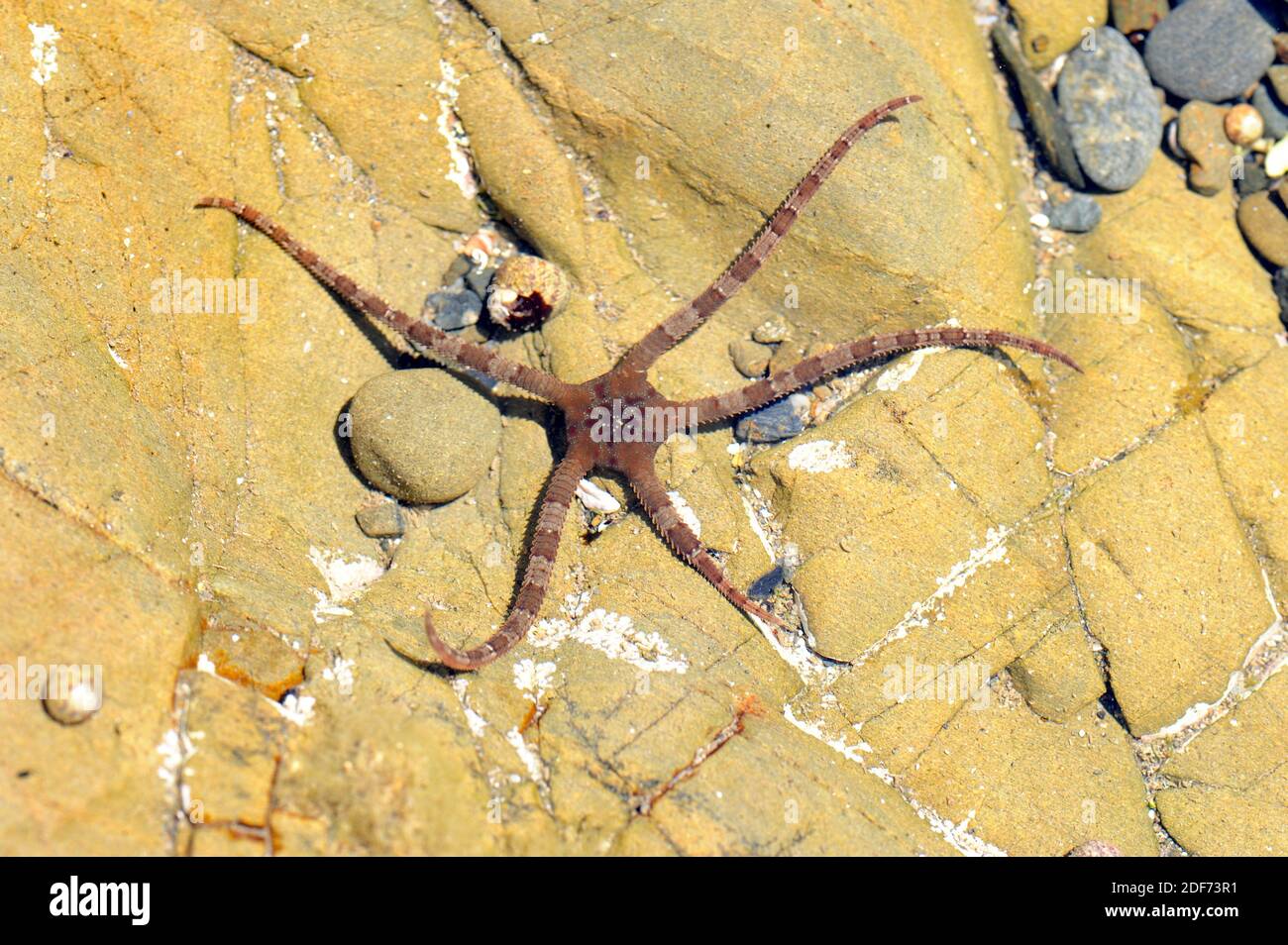 Smooth brittle star (Ophioderma longicauda) is a brittle star that