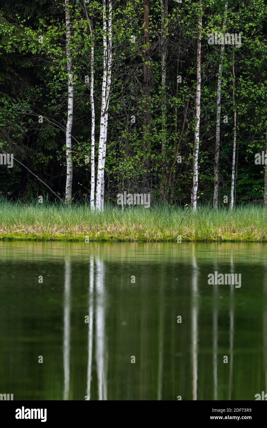 Saint Anna Lake, Transylvania, Romania, Europe, Tree Reflection in Water Stock Photo