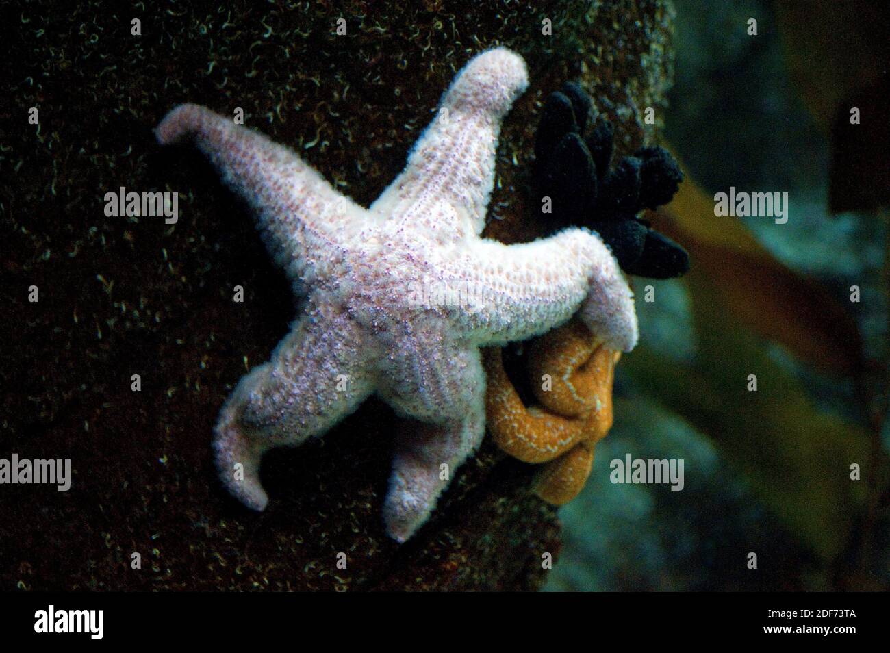 Ochre sea star or purple sea star (Pisaster ochraceus) is a carnivore starfish native to Pacific Ocean. Stock Photo