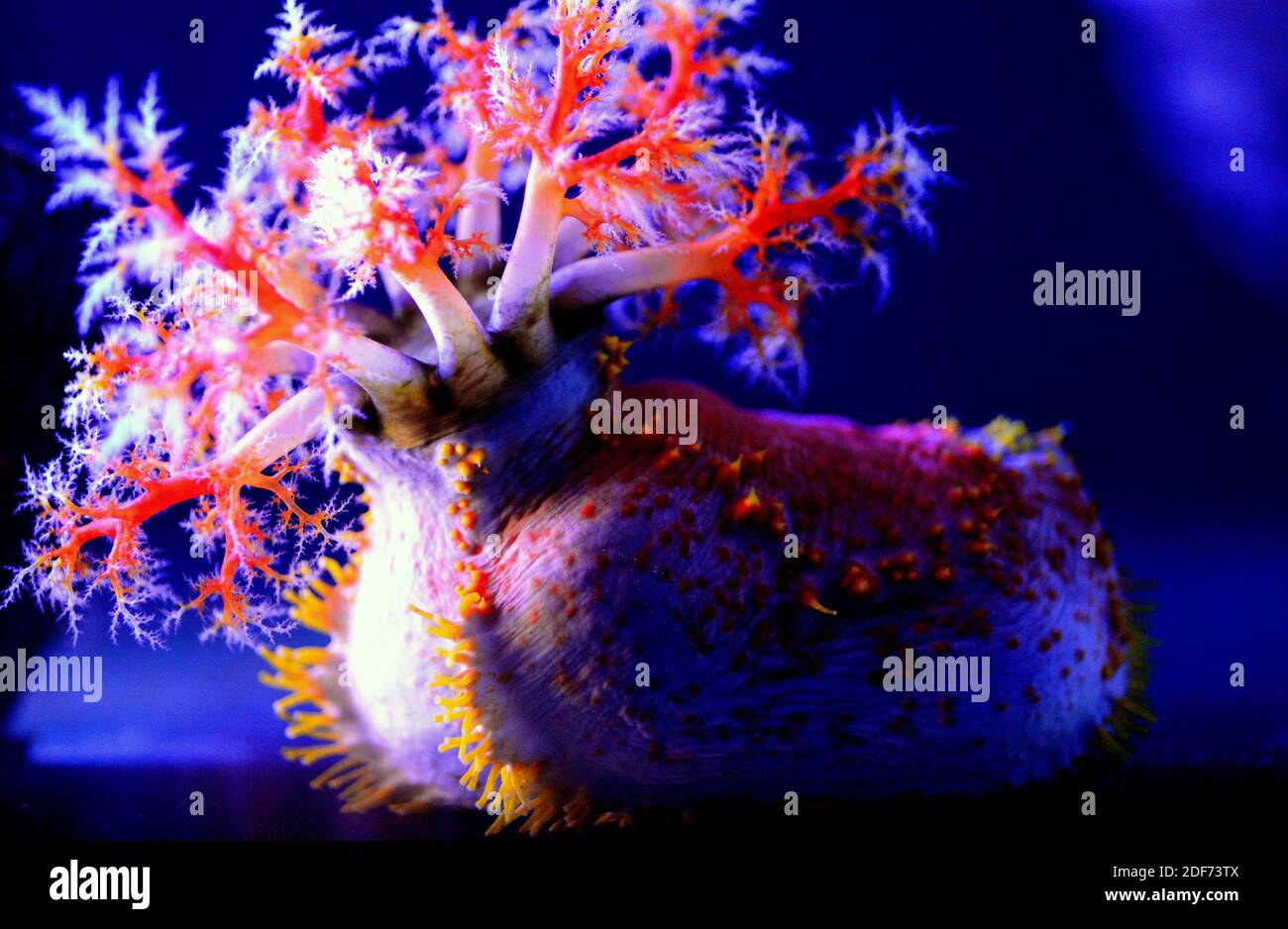 Sea apple (Pseudocolochirus axiologus) is a colorful sea cucumber native to Indo-Pacific. Stock Photo
