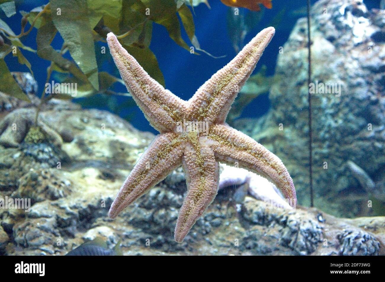 Pink sea star (Pisaster brevispinus) is a carnivore starfish Native to northeastern Pacific Ocean. Oral face. Stock Photo