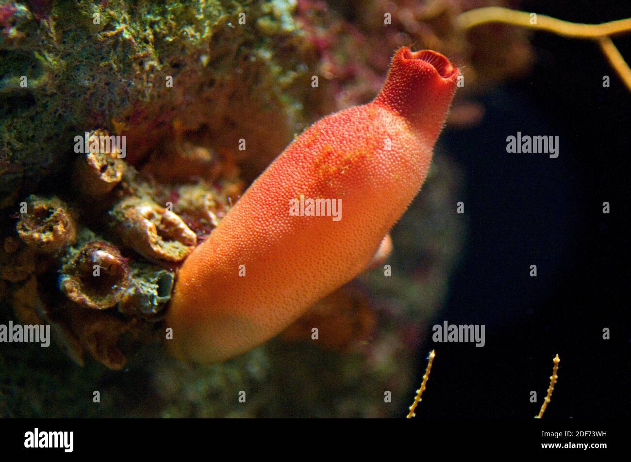 Red sea squirt (Halocynthis papillosa) is a filter ascidiacea. Stock Photo