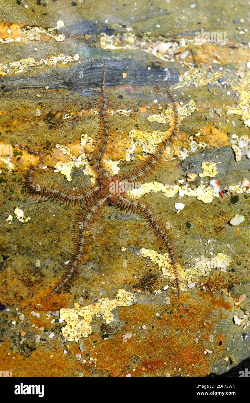 Common brittle star (Ophiothrix fragilis) is a brittle star of very varied color. This photo was taken in Cap Ras, Girona province, Catalonia, Spain. Stock Photo