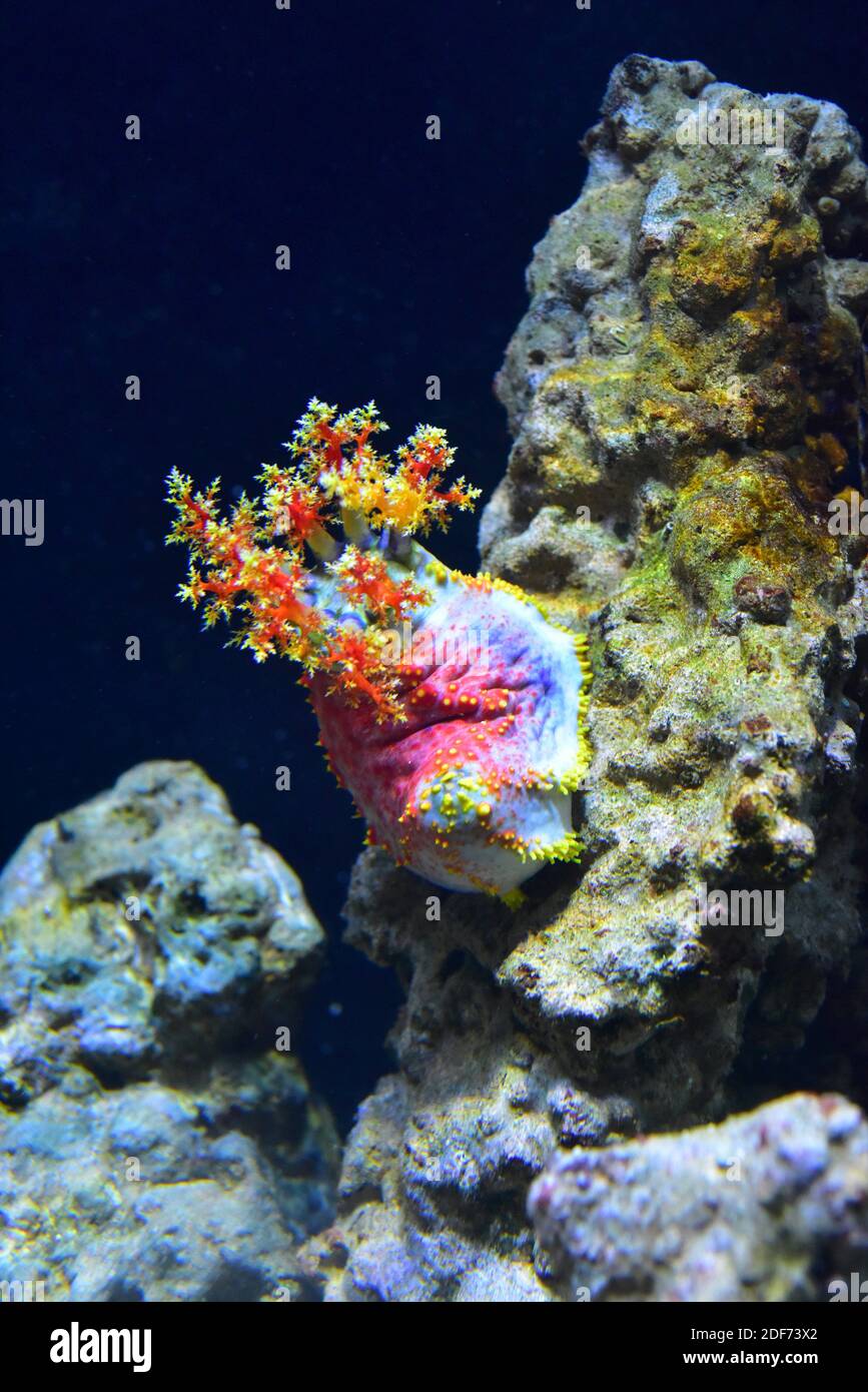 Sea apple (Pseudocolochirus axiologus) is a colorful sea cucumber native to Indo-Pacific. Stock Photo