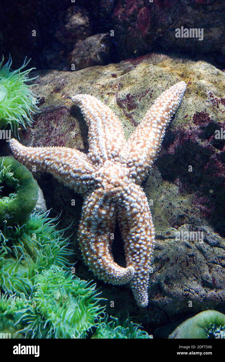 Giant sea star (Pisaster giganteus) is a Carnivore starfish native to western coasts of North America. Stock Photo