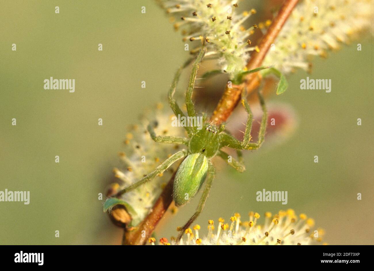 Green huntsman spider (Micrommata virescens) is a spider native to