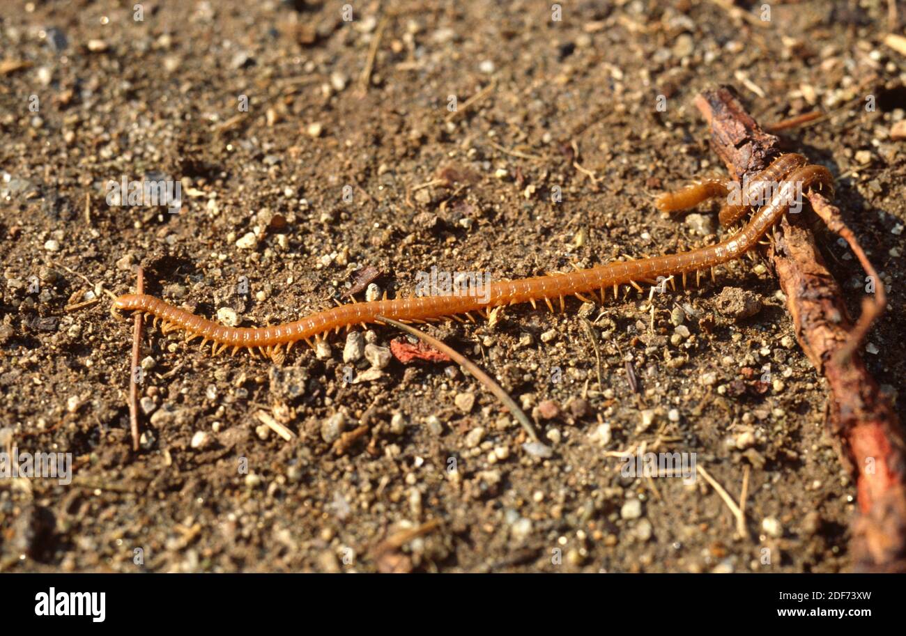 Pseudohimantarium mediterraneum is a centipede with very elongated body. Stock Photo