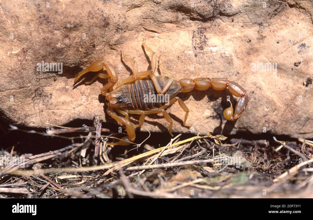 Yellow scorpion (Buthus occitanus) is a poisonous archnid native to Europe, northern Africa and Middle East. Stock Photo