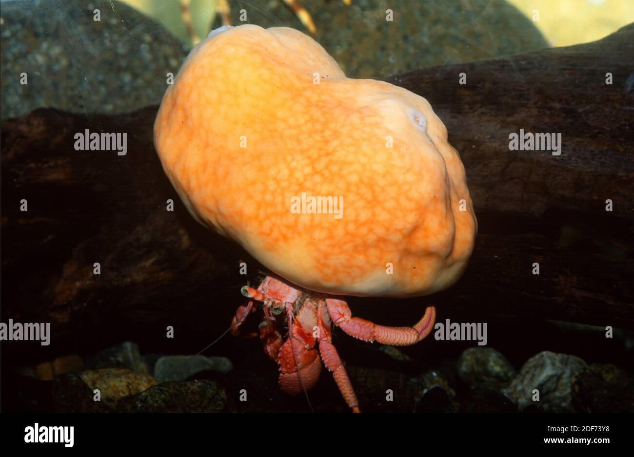 Suberites domuncula is a sea sponge that grows on a gastropoda shell inhabited for a hermit crab. Stock Photo