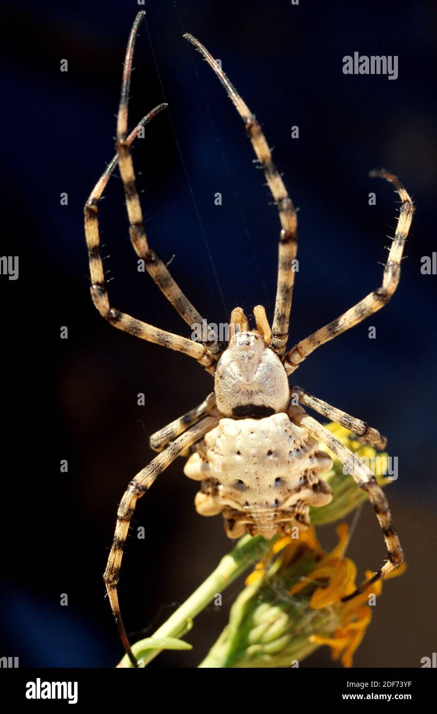 Argiope lobata is a spider native to southern Europe, Africa and part of Asia. Stock Photo