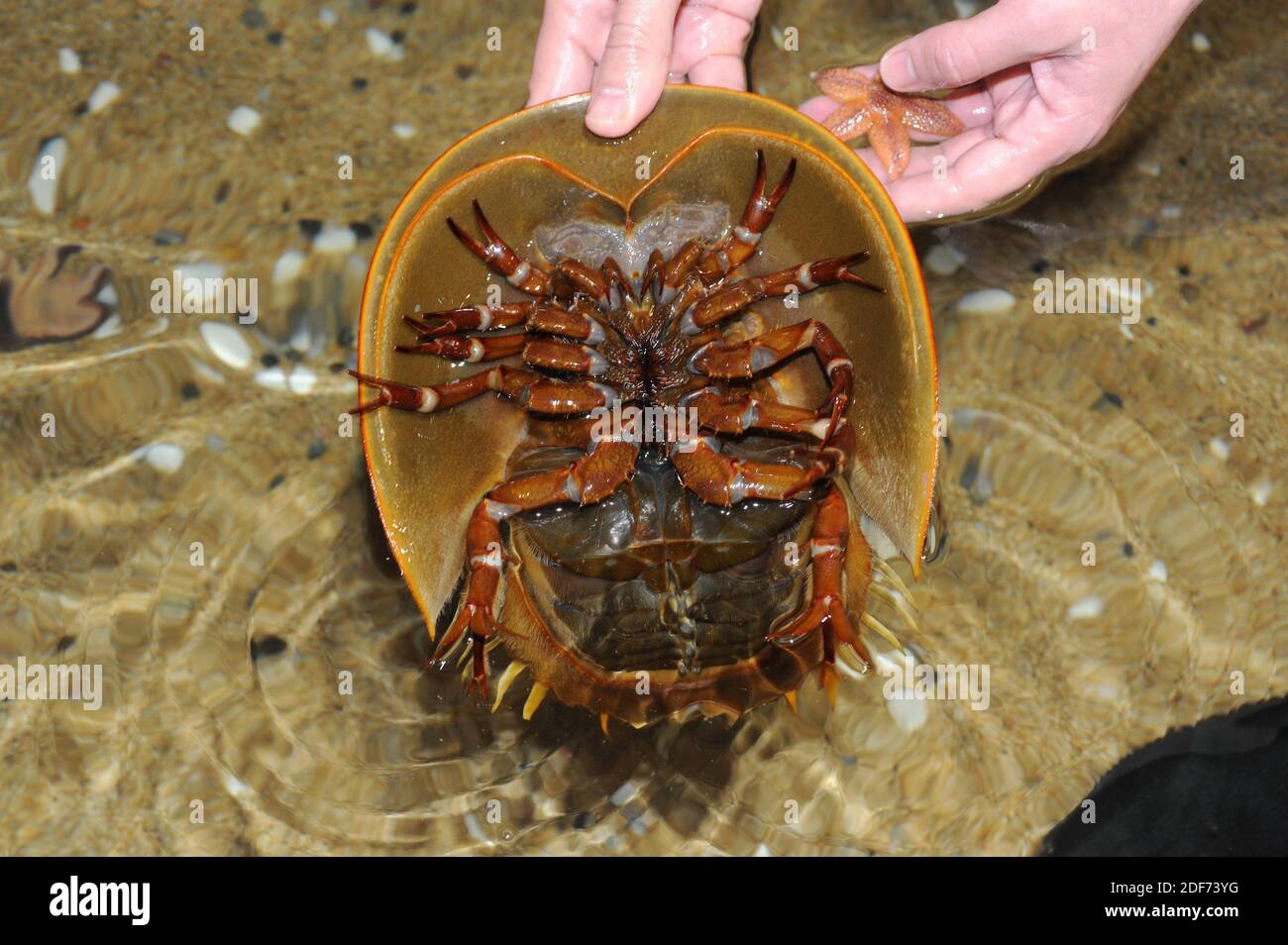 Atlantic horseshoe crab (Limulus polyphemus) is a marine arthropod native to Atlantic coast of North America and Gulf of Mexico. Stock Photo