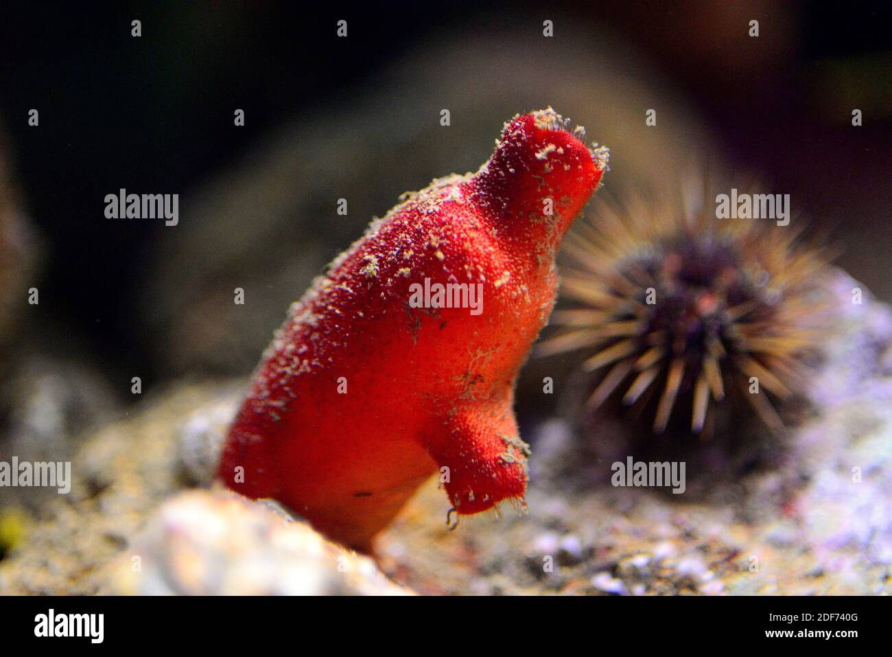 Red sea squirt (Halocynthis papillosa) is a filter ascidiacea. Stock Photo