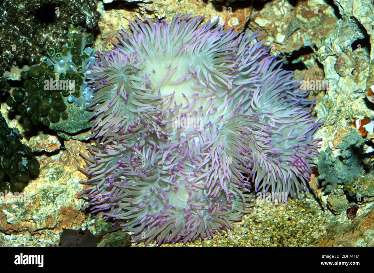 Giant carpet anemone (Stichodactyla gigantea) is a soft coral. Stock Photo