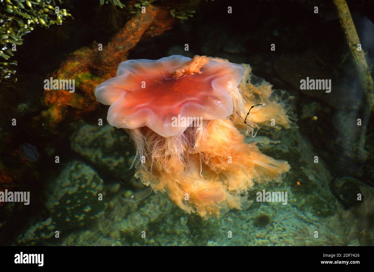 Lions mane jellyfish (Cyanea capillata) is a sea jellyfish. This photo was taken in Bohuslan coast, Sweden. Stock Photo
