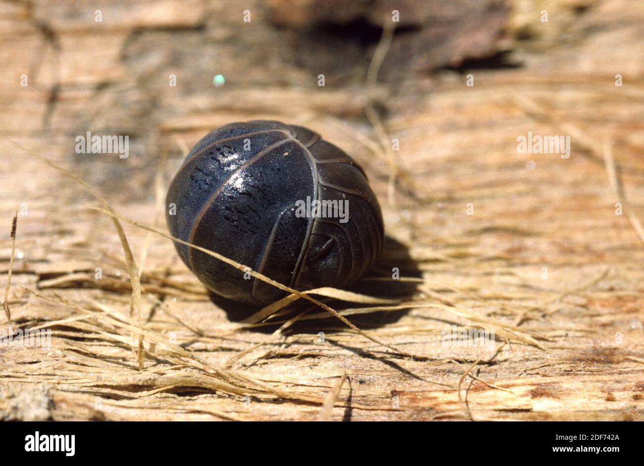 Pill woodlouse or pill-bug (Armadillidium vulgare) is a terrestrial crustacean that lives in humid areas of Mediterranean region. Stock Photo