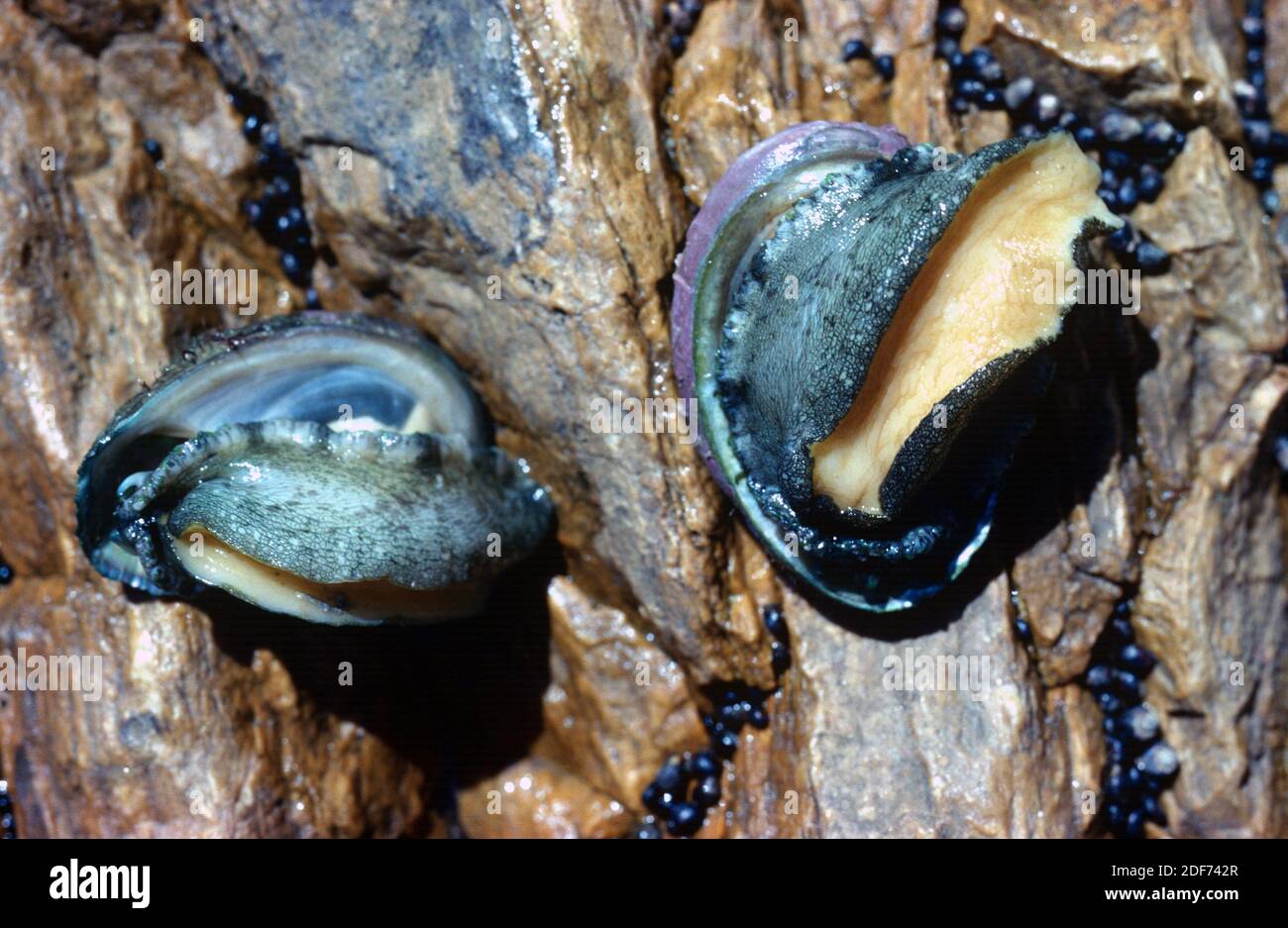 Abalone (Haliotis lamellosa) is a marine snail. This photo was taken in
