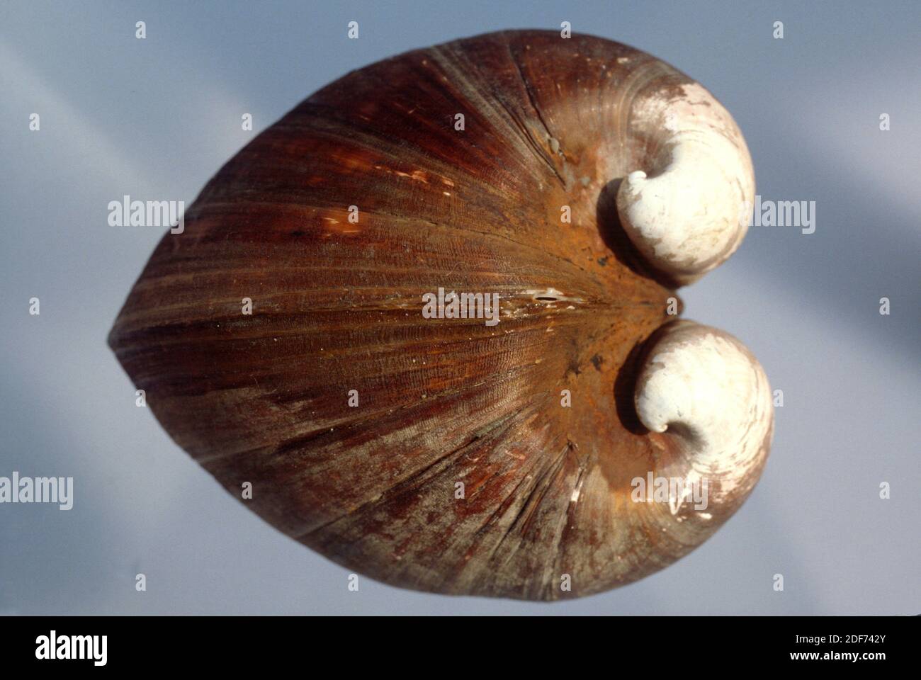 Oxheart clam (Glossus humanus) is a marine bivalve mollusk Stock Photo