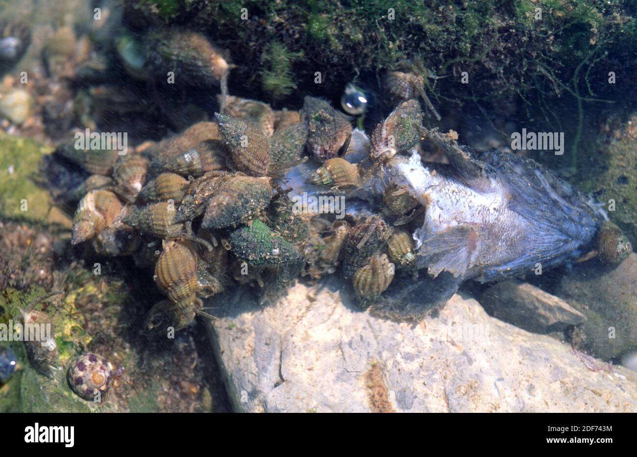 Thick-lipped dogwhelk (Hinia incrassata or Tritia incrassata) is a carnivorous marine snail. This photo was taken in Saint Jean de Luz coast, France. Stock Photo