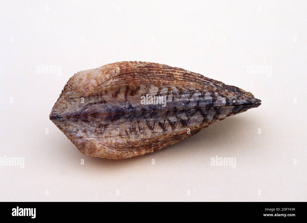 Ark Noah Sea Hi Res Stock Photography And Images Alamy